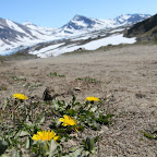 Greenland is green (a little)!