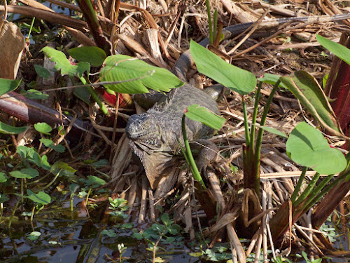 Iguana