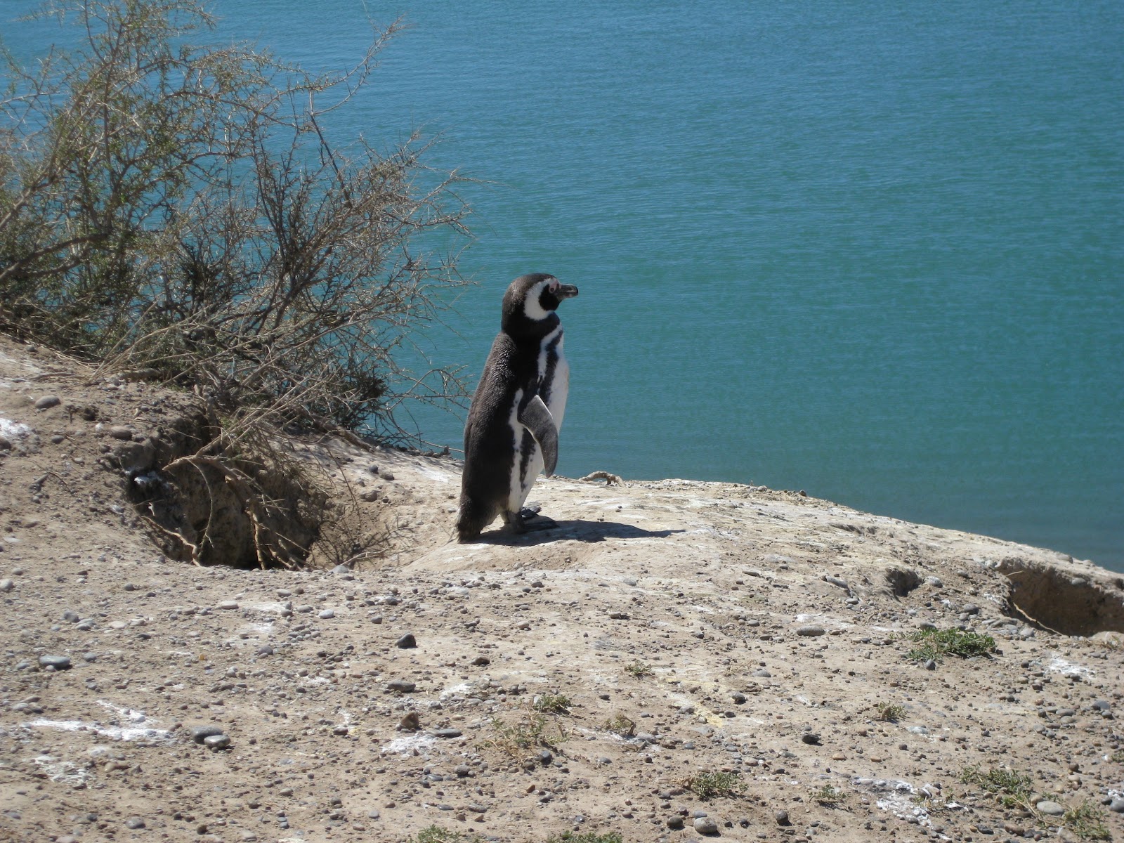 Magellanic penguin, only a couple of metres away