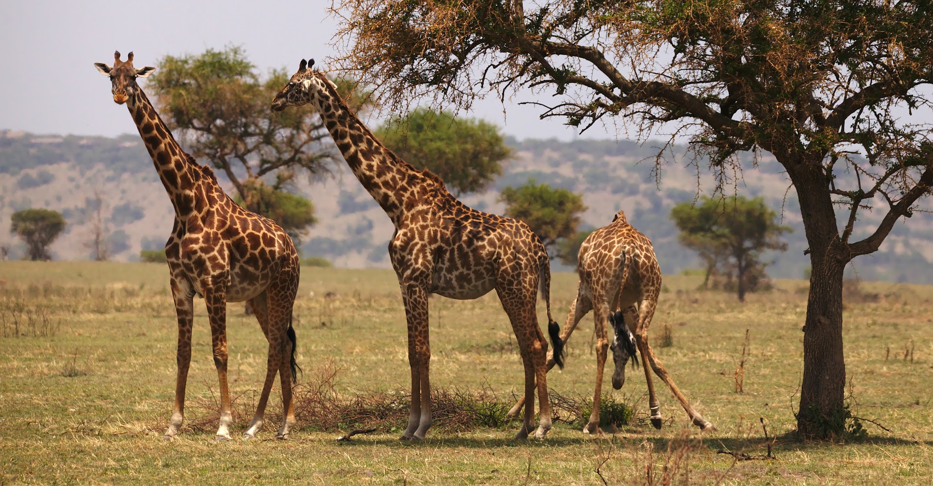 Giraffes have a hard time reaching stuff from the ground