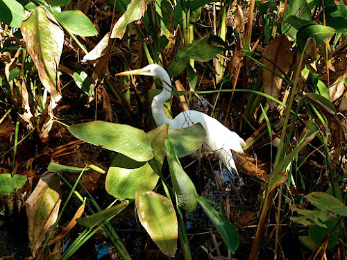 Great Egret: Corkscrew Swamp, FL