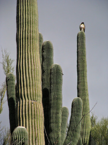 Catalina State Park