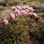 It's strange to see such nice flowers in such rigid landscape