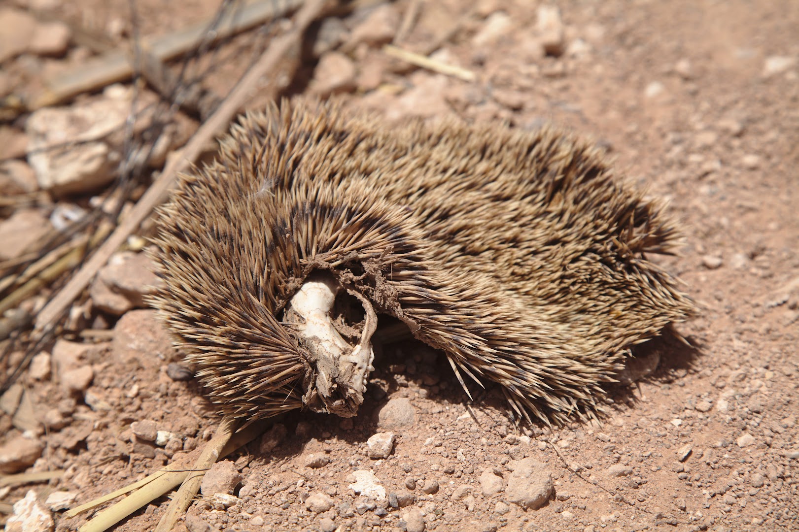 Dead hedgehog