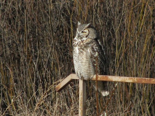 Great Horned Owl: Bosque Del Apache, NM