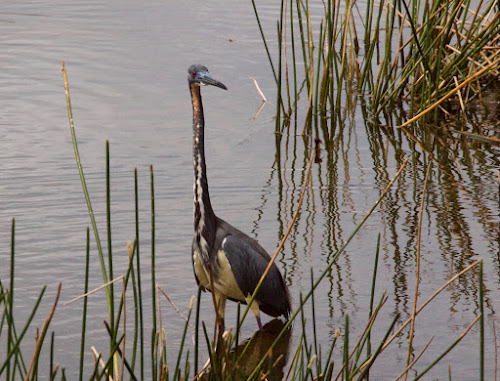 Tricolored Heron