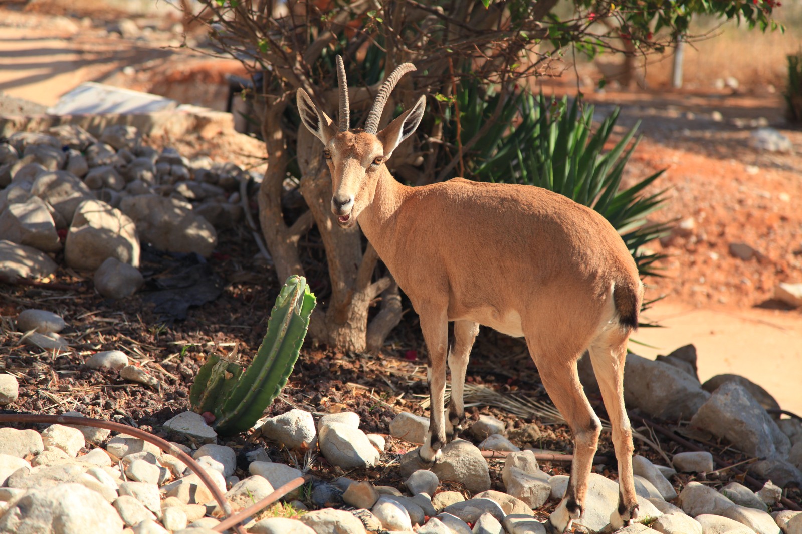 In the lack of vegetation, even a cactus is a good food