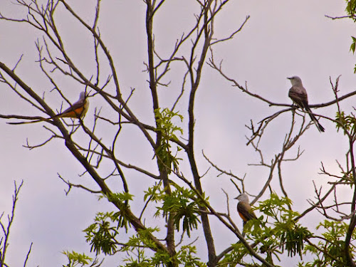 Scissored Flycatchers