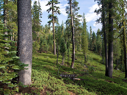 On the trail between North Summit Campground and Twin Lakes