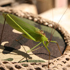 A giant grasshopper