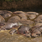 In the heat of the day hippos sit in their own poo