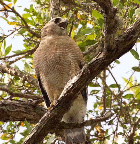 Red-shoulder hawk