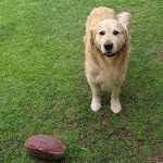 Jack and his other favourite ball. You can see his tail wagging..  it never stopped.