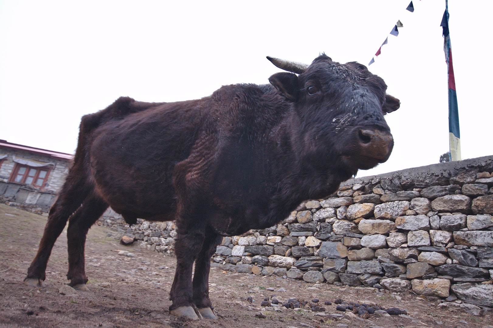 Nepal