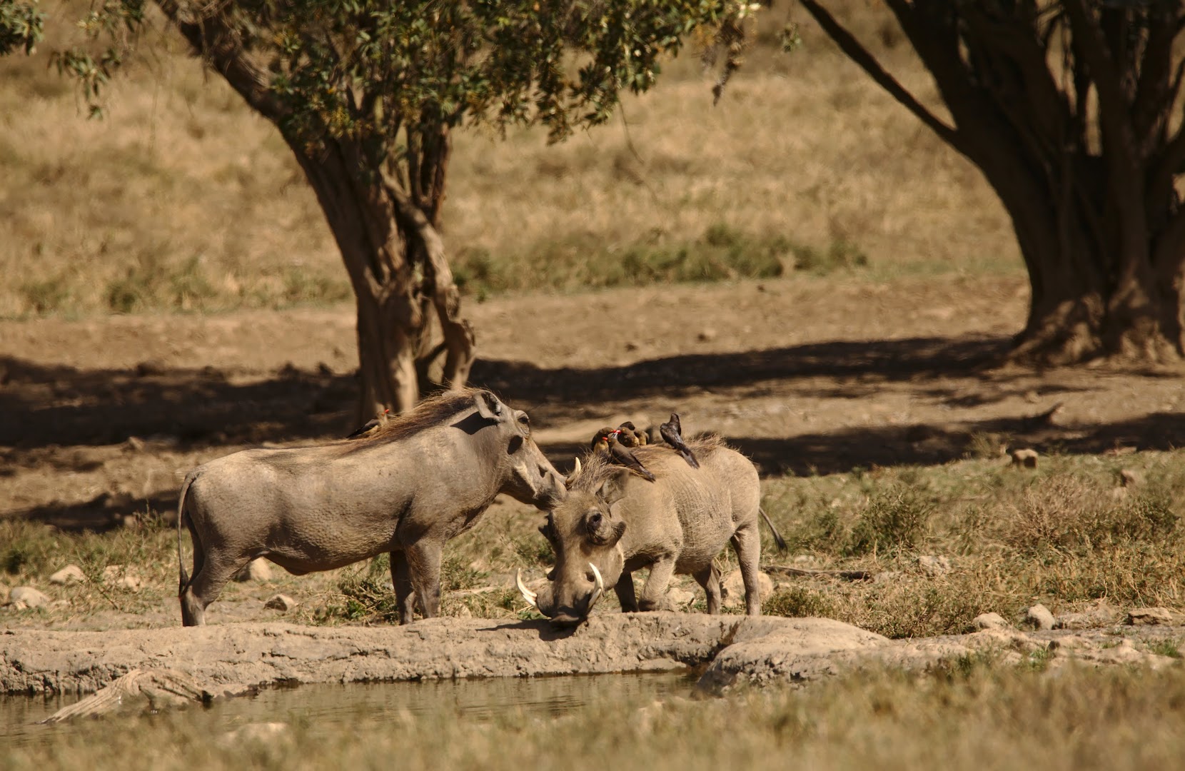 Warthogs have some relationship with birds