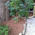 New plants, interlock and stone border.