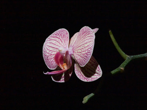 Fairchild Tropical Botanic Garden (Orchid Exhibit)