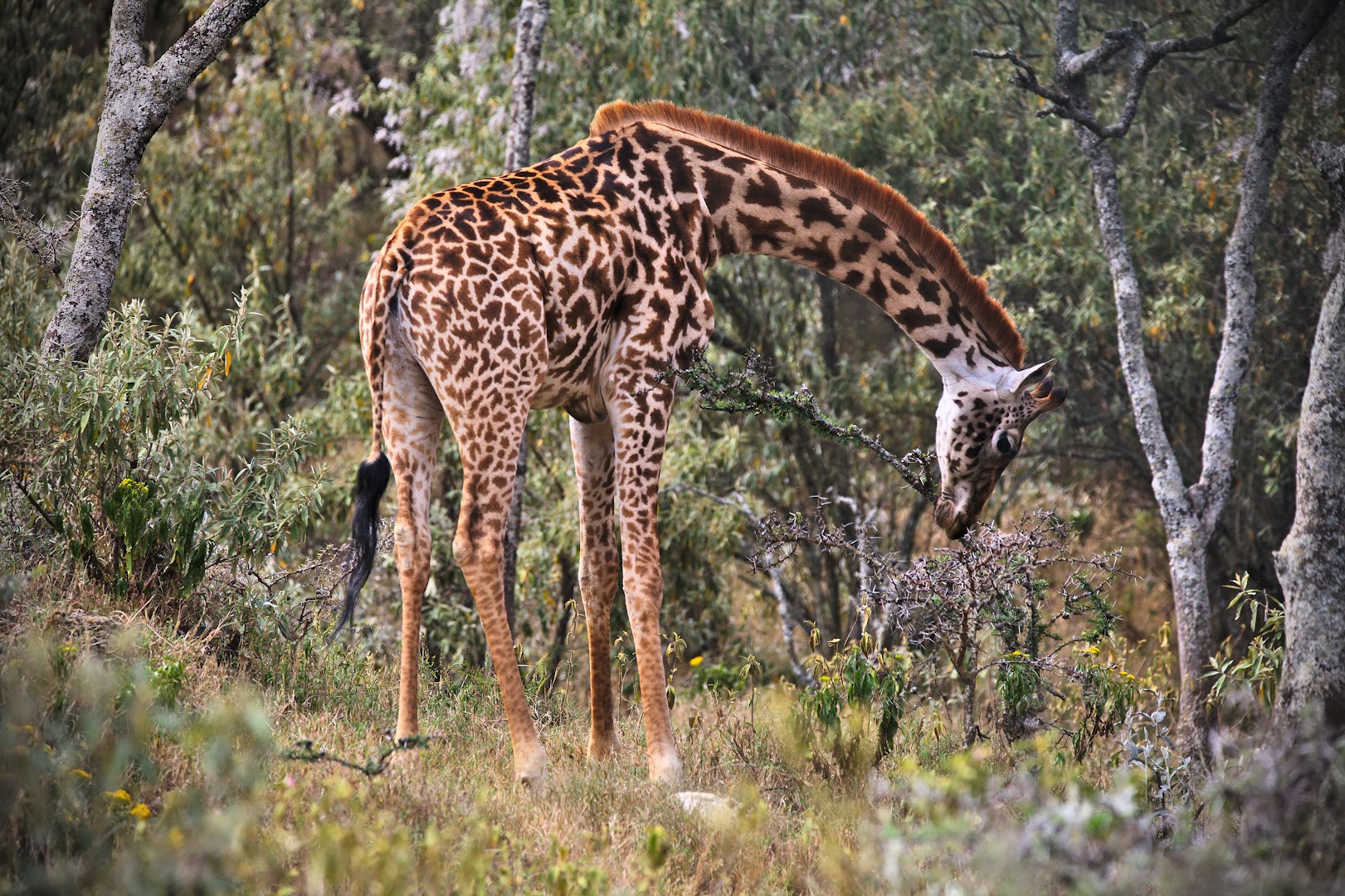 The first giraffe was hiding well in the woods