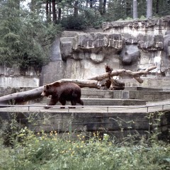 1981 Jugendsonntag - Juso81_029