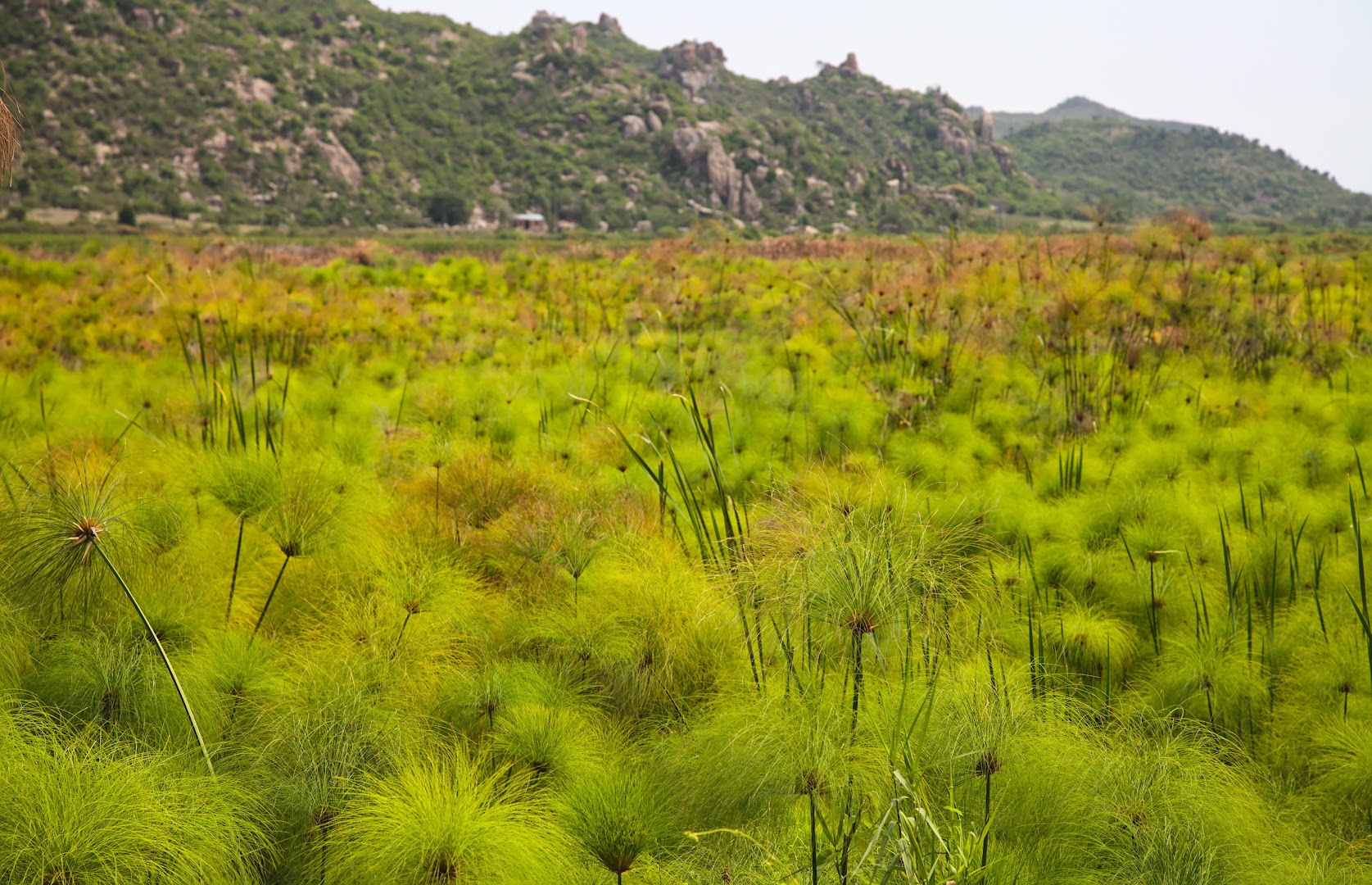 Greenery around beside river