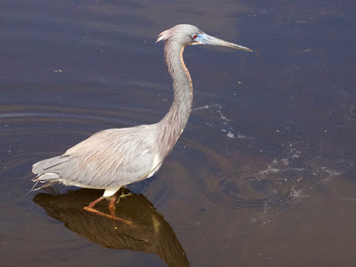 Tricolored Heron