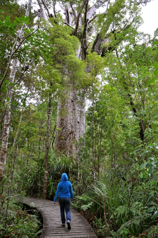 Wandeling door het Kauri-bos