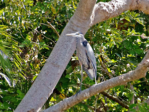 Great Blue Heron