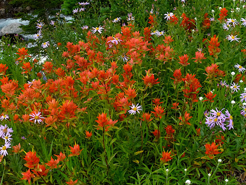 Paintbrush, Cascade aster