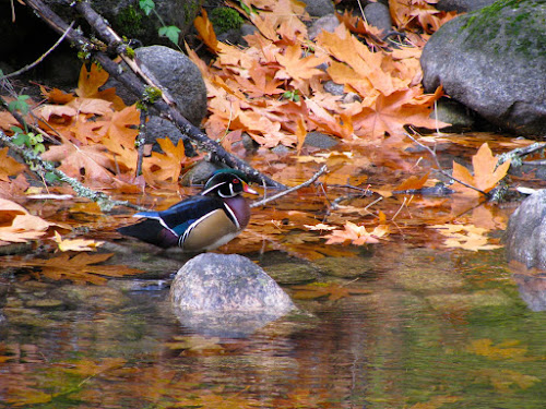 Wood Duck - Lithia Park, Ashland