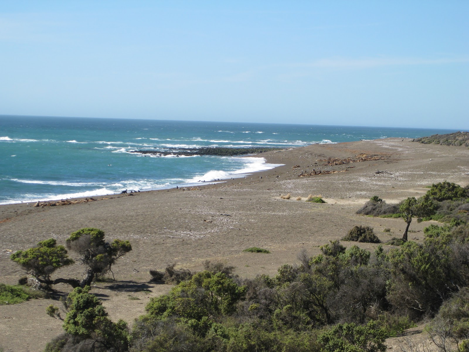 Sea lion colony