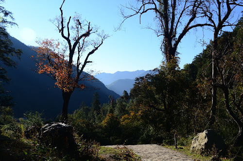 DSC_3686 - Old growth forests; October, 2012; China, Yunnan, Tacheng