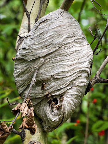 Paper wasp nest