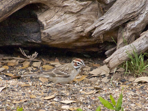 Lark Sparrow