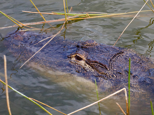 American Alligator