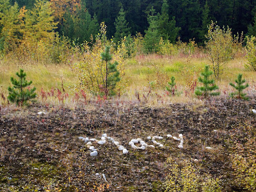 Roadside graffiti along the AL/CAN toward Liard Hot Springs.