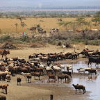 Water holes are very popular