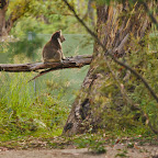 Lone Koala