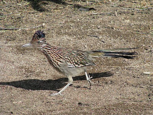 Greater roadrunner: Catalina State Park, Tucson, AZ