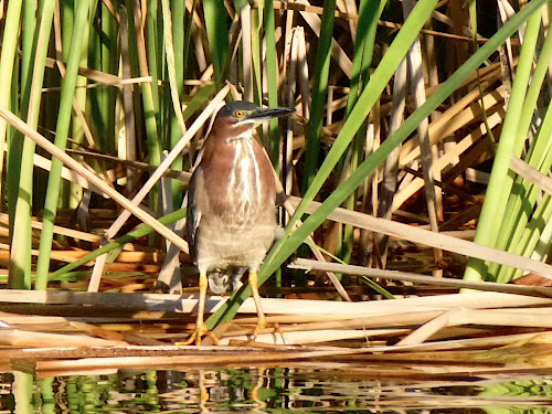 Green Heron