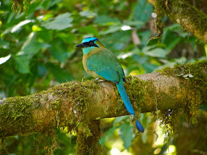 Blue-crowned Motmot