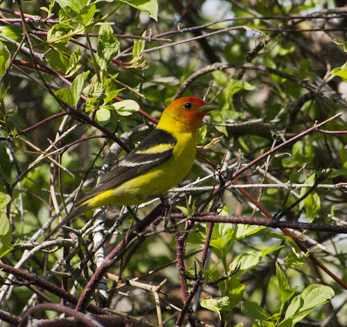 Western Tanager - Page Springs Campground, Frenchglen, OR