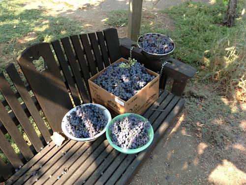 8/25 ~ Glenora grape harvest