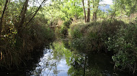 BARRANC DEL MOLÍ-COVA DE LES FINESTRES.....-CEA.-15-V-2016 041