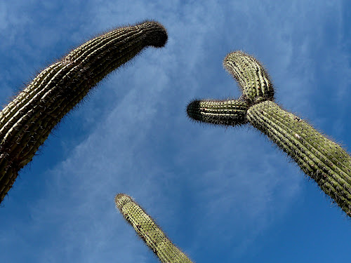 Organ Pipe National Monument