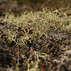 Icelandic lichens