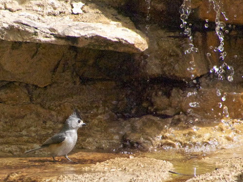 Black-crested Titmouse