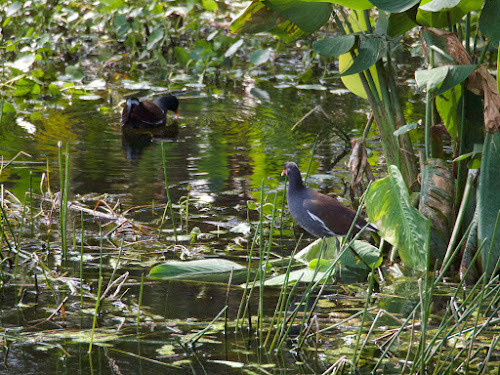 Common Gallinule