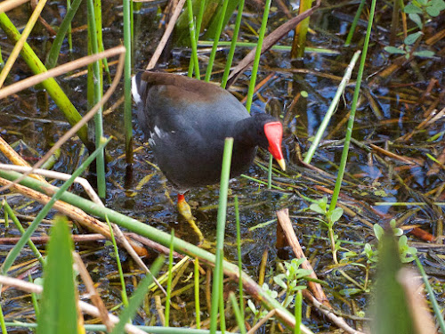 Common Gallinule