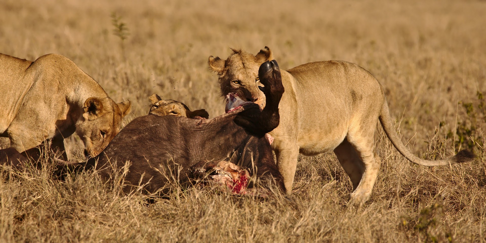 Lion's breakfast