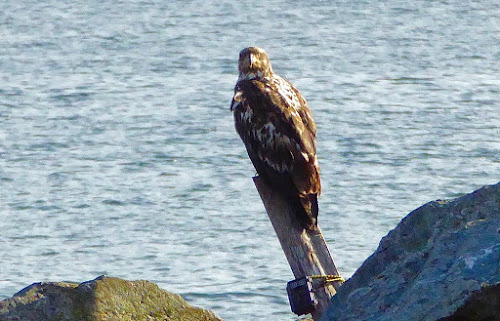 Golden Eagle